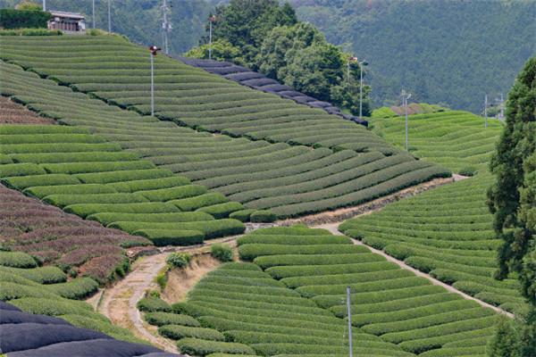 茶叶种植（茶叶种植可行性报告）